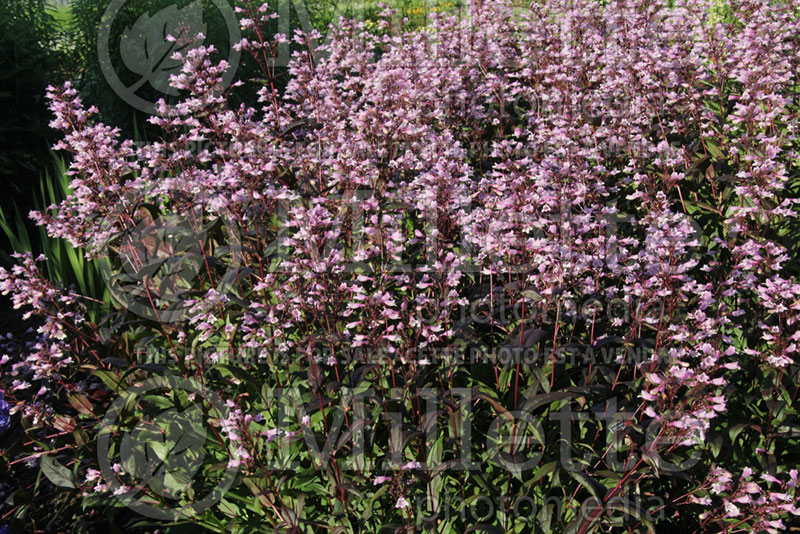 Penstemon Dark Towers (Beardtongue) 1 