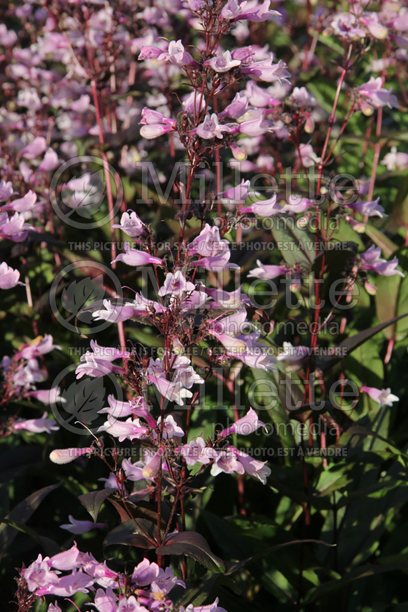 Penstemon Dark Towers (Beardtongue) 3 