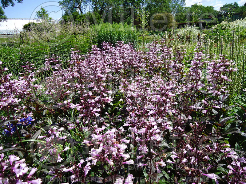 Penstemon Dark Towers (Beardtongue) 4 