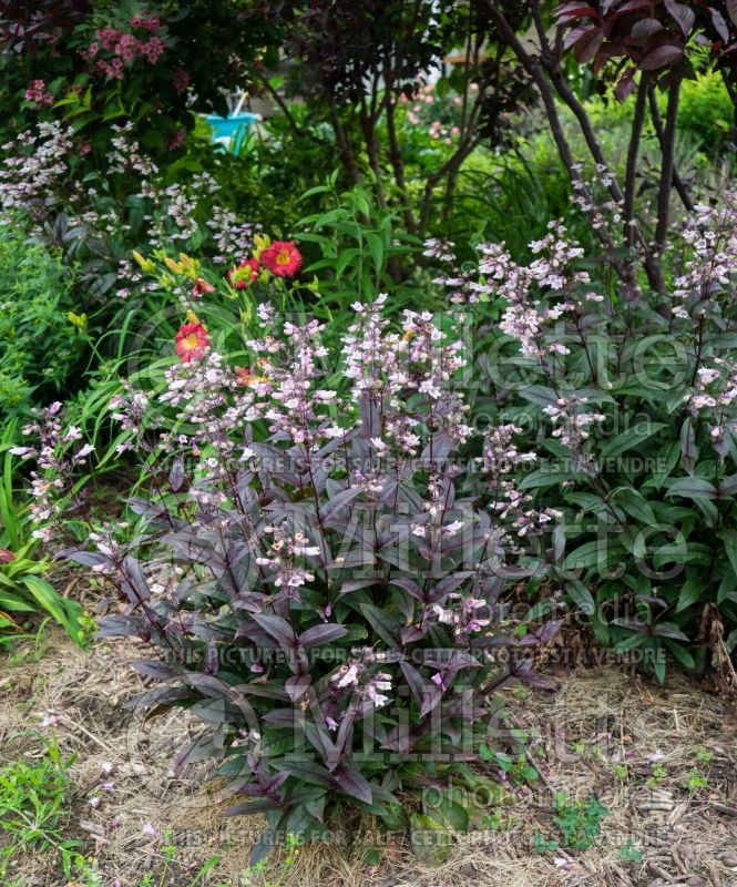 Penstemon Dark Towers (Beardtongue) 7 