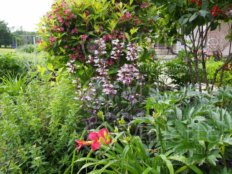 Penstemon Dark Towers (Beardtongue) 8 