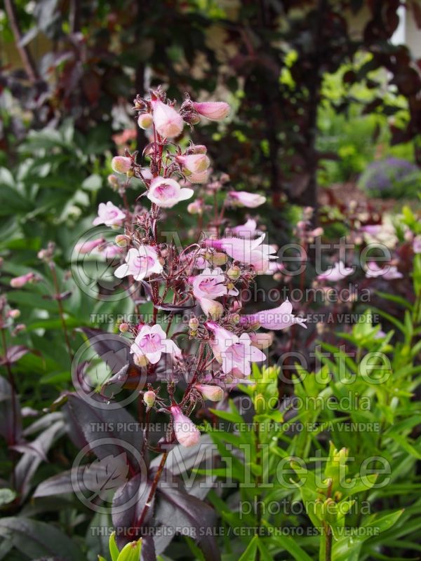 Penstemon Dark Towers (Beardtongue) 9 