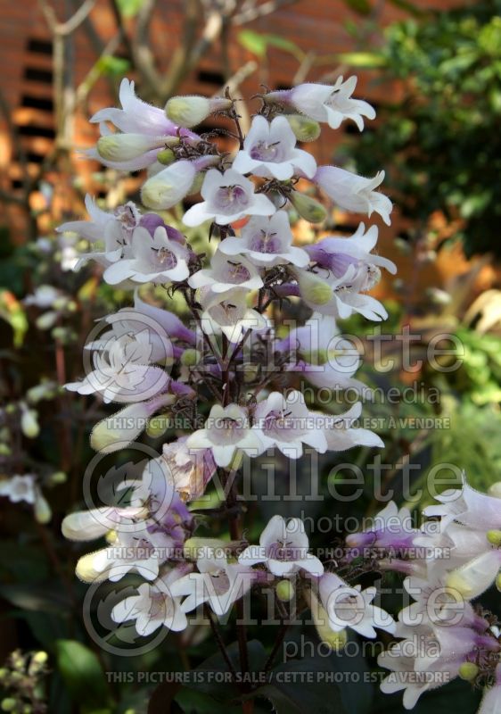 Penstemon Dark Towers (Beardtongue) 10 