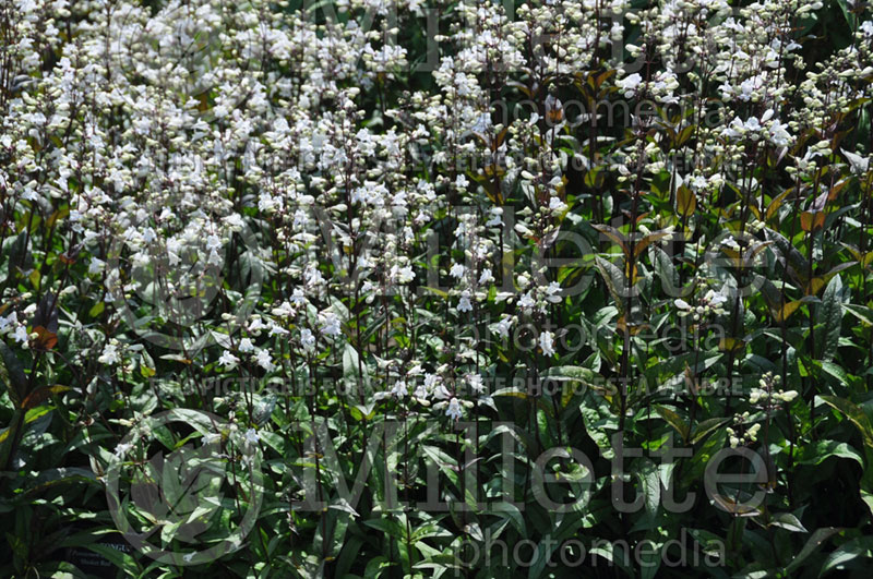 Penstemon Husker Red (Beardtongue) 1 