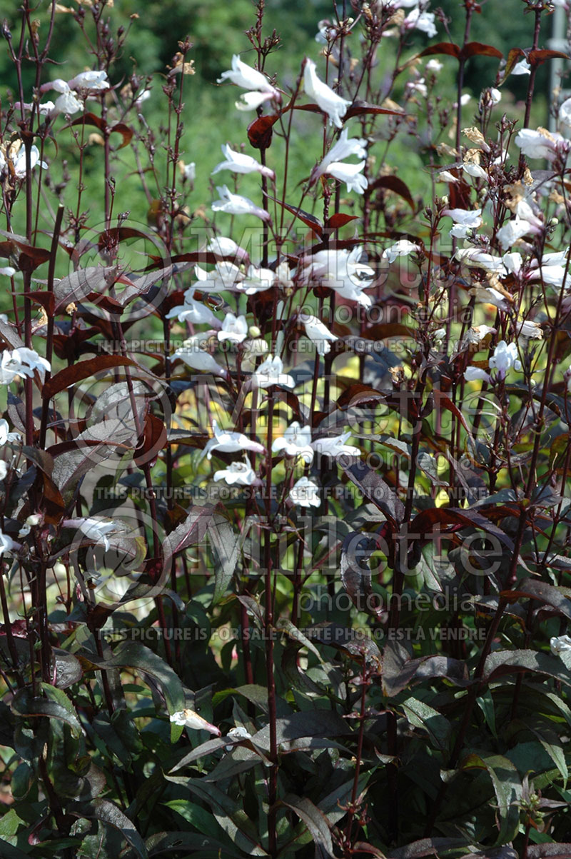 Penstemon Husker Red (Beardtongue) 2 