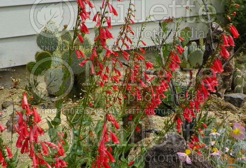 Penstemon eatonii (Firecracker Penstemon Beard tongue) 3   