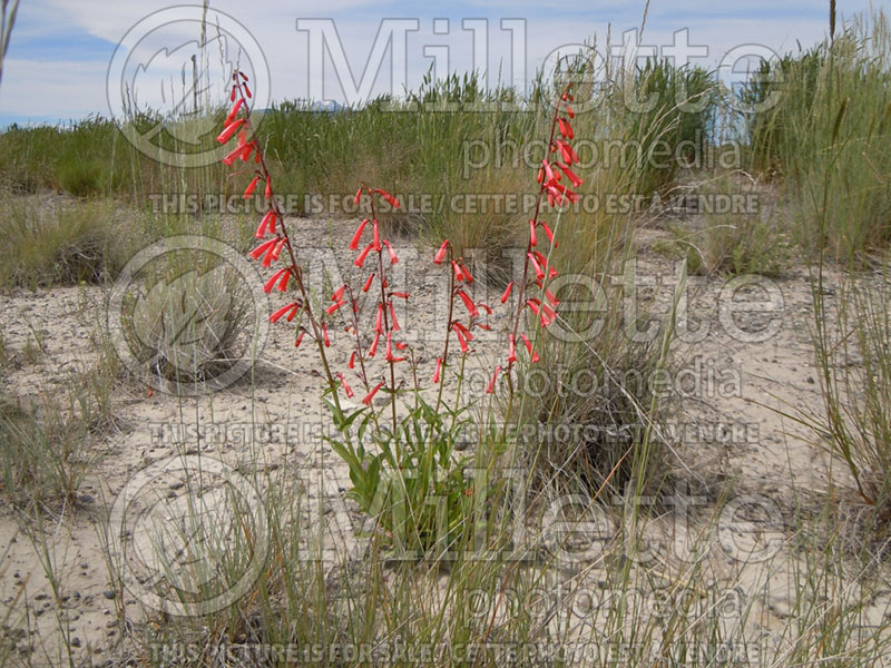 Penstemon eatonii (Firecracker Penstemon Beard tongue) 1   