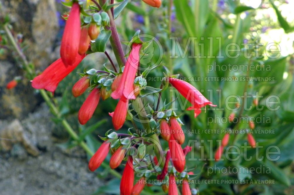 Penstemon eatonii (Firecracker Penstemon Beard tongue) 2   