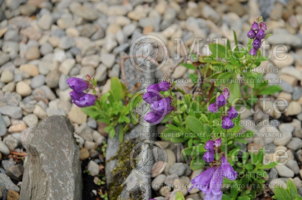 Penstemon A. Gray (Beard tongue) 1  