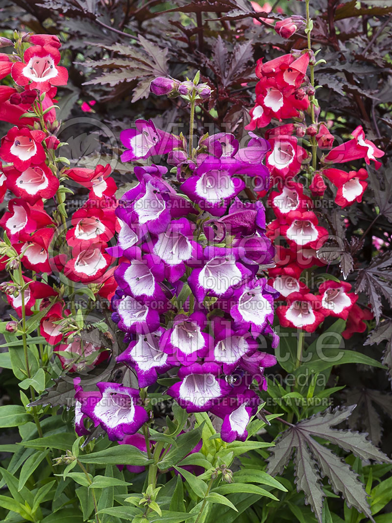 Penstemon Arabesque Violet  (Beard tongue) 1  