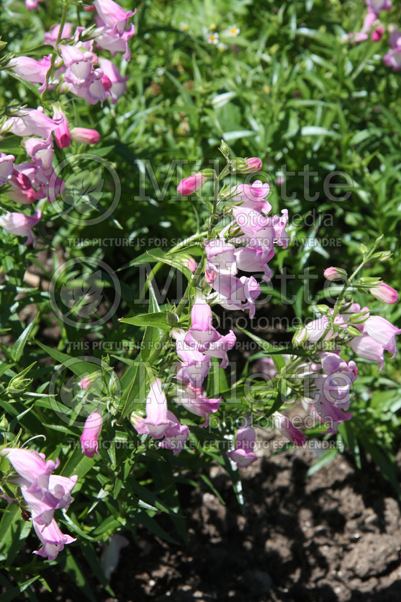 Penstemon Carillo Rose (Beard tongue) 1 