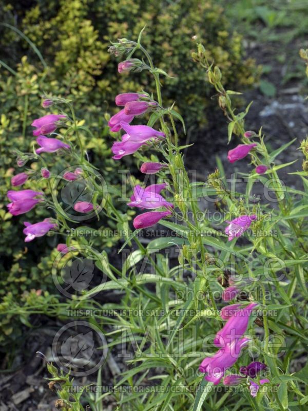 Penstemon Red Rocks (Beardtongue) 3 