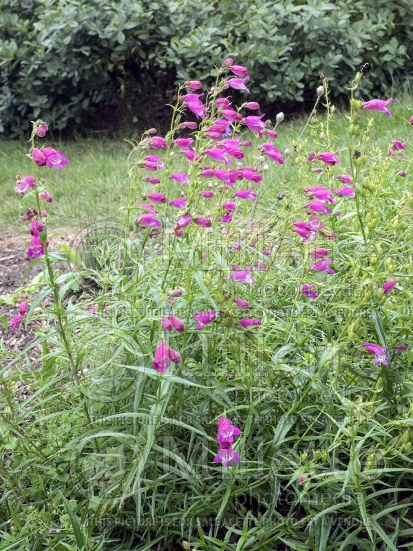 Penstemon Red Rocks (Beardtongue) 4 