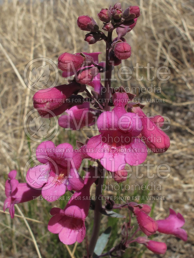 Penstemon parryi (Beard tongue) 1   