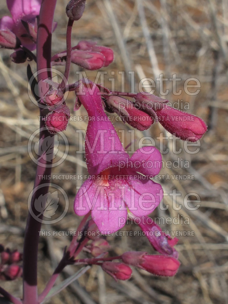 Penstemon parryi (Beard tongue) 2   