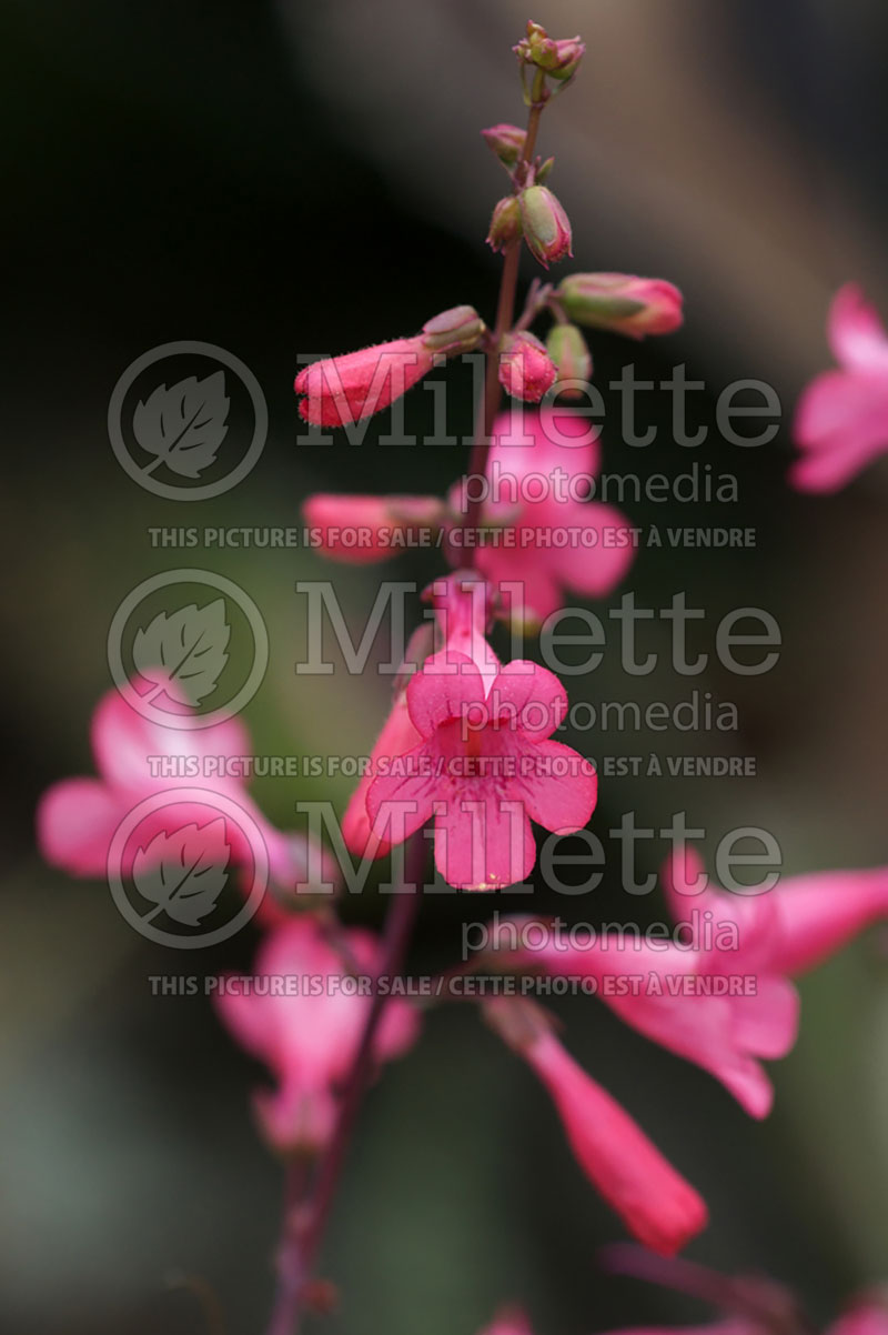 Penstemon parryi (Beard tongue) 3   