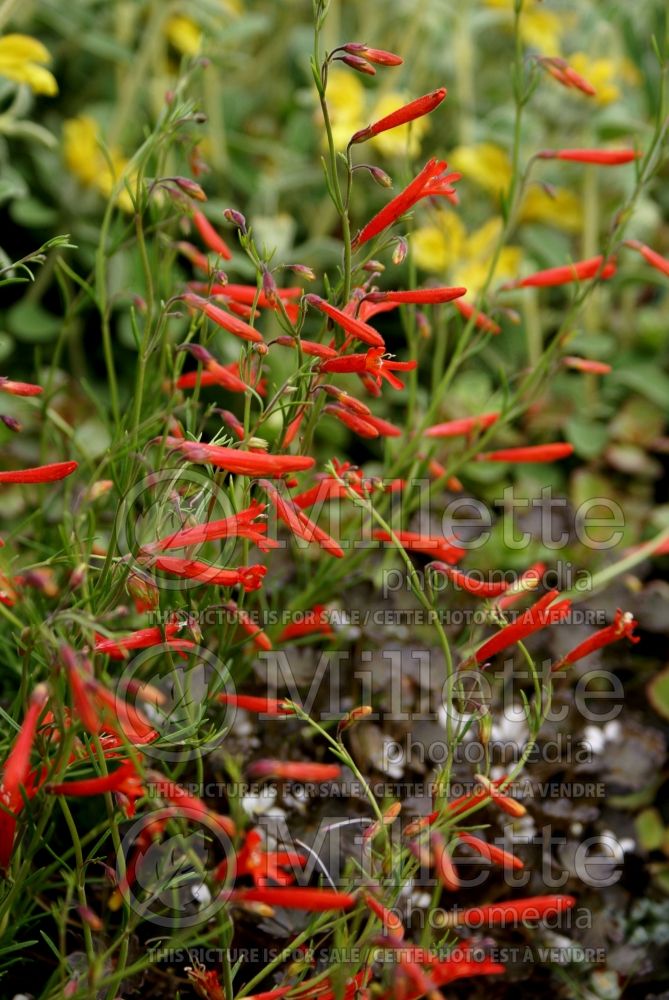 Penstemon pinifolius (Beardtongue) 2 