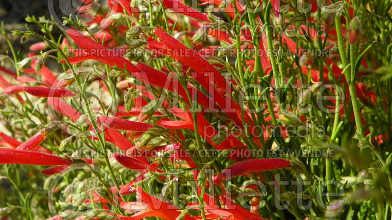 Penstemon pinifolius (Beardtongue) 3 