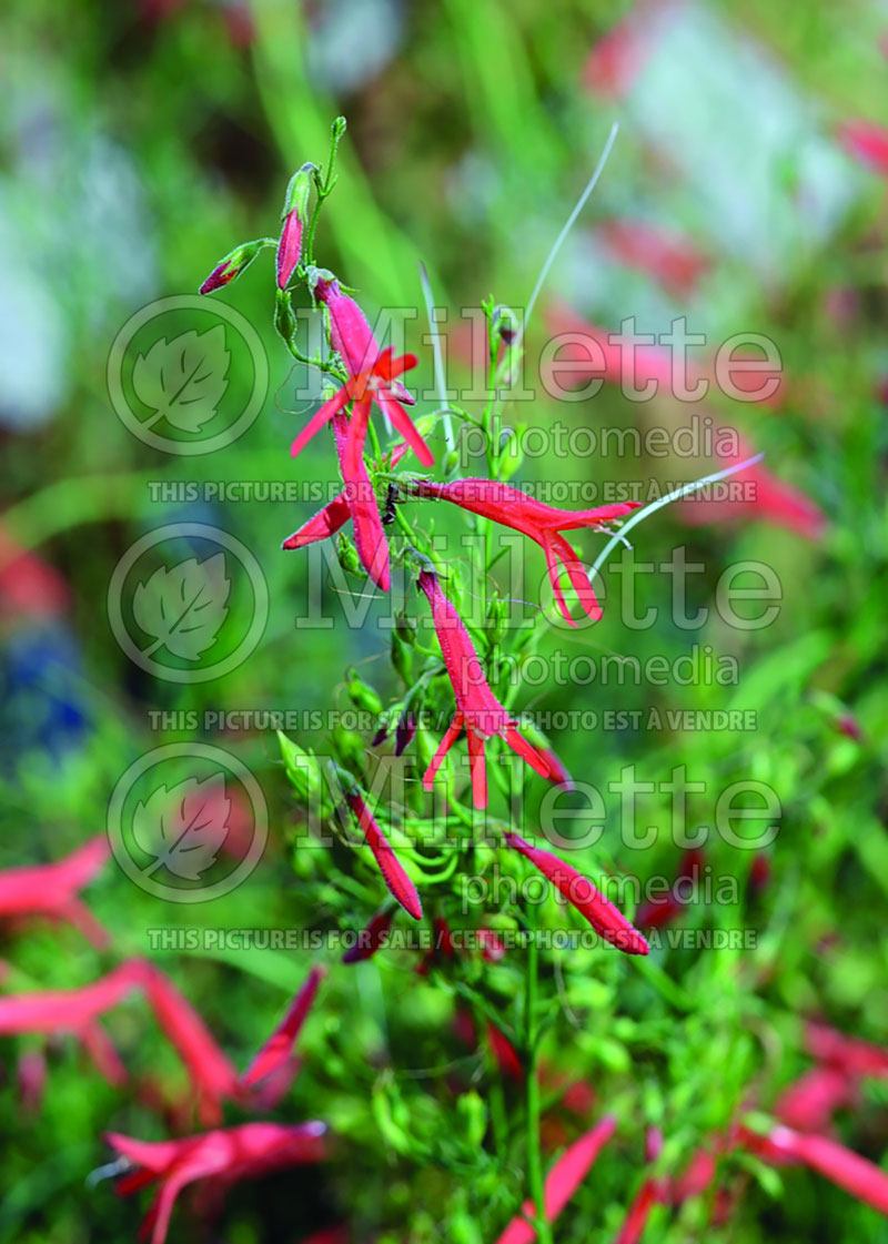 Penstemon Nearly Red (Beardtongue) 1 