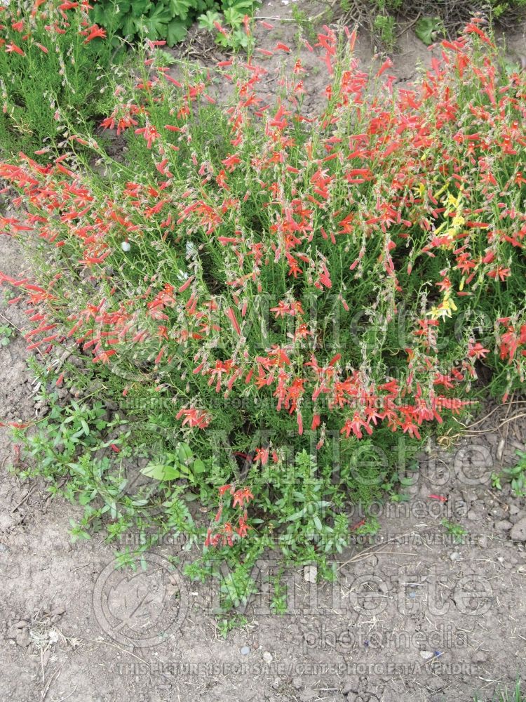 Penstemon pinifolius (Beardtongue) 4 