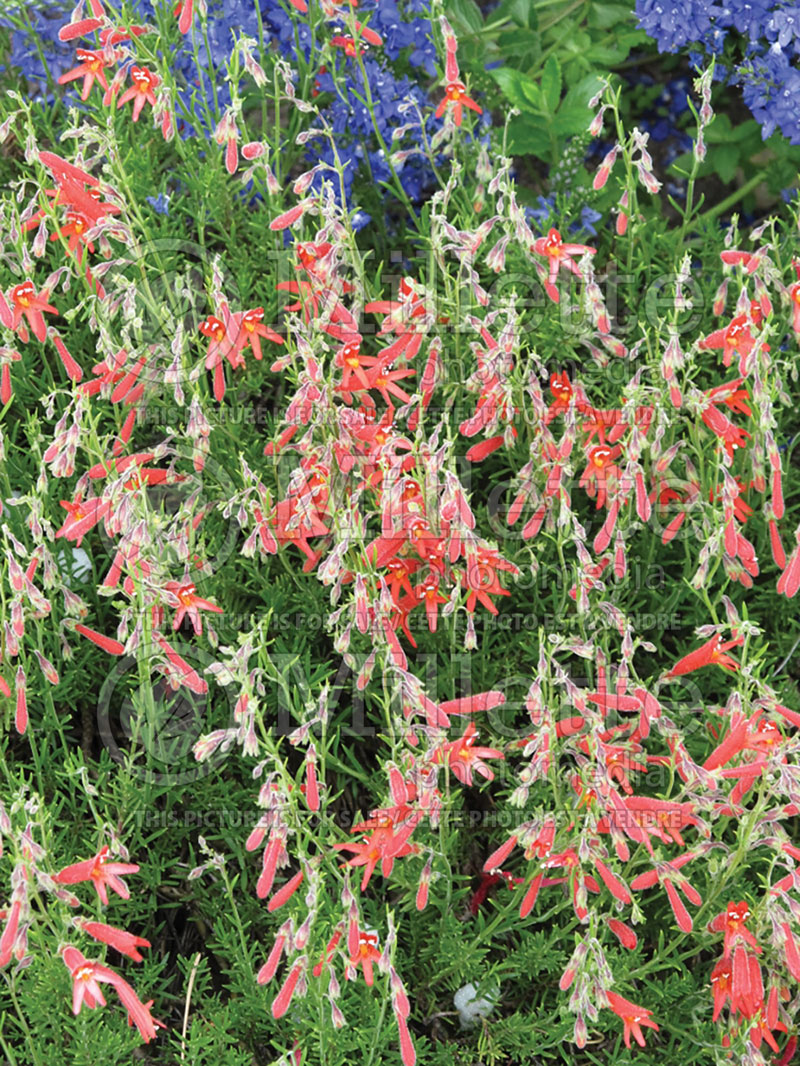 Penstemon pinifolius (Beardtongue) 5 