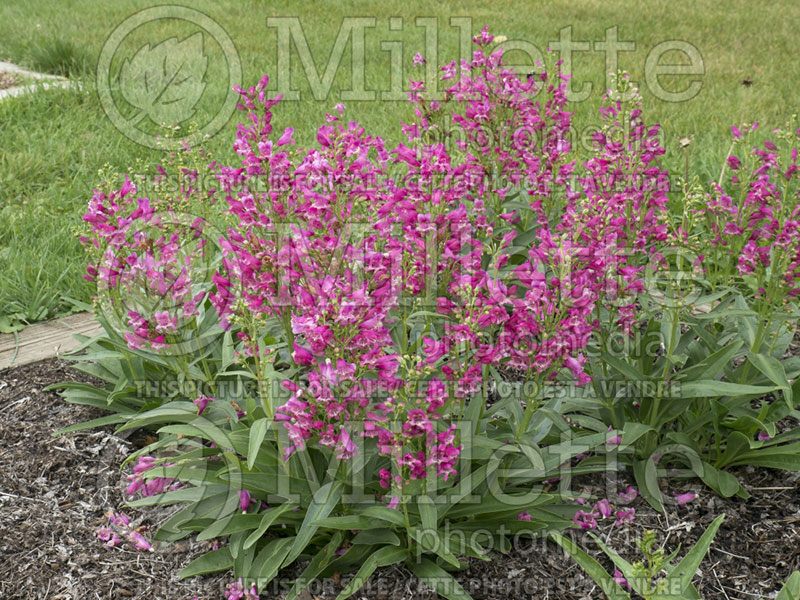 Penstemon Pink Rock Candy (Beardtongue) 1 