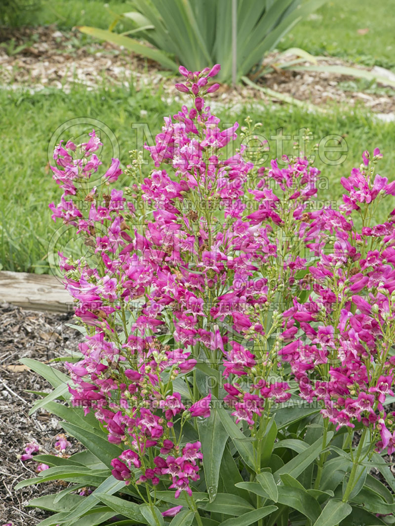 Penstemon Pink Rock Candy (Beardtongue) 3 