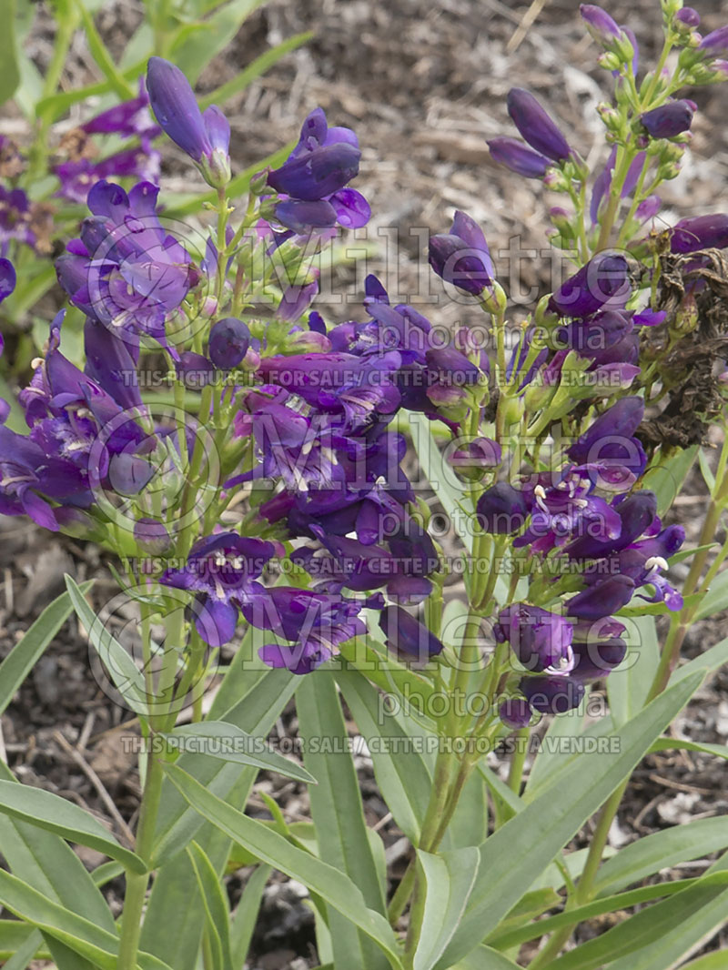 Penstemon Purple Rock Candy (Beardtongue) 1 