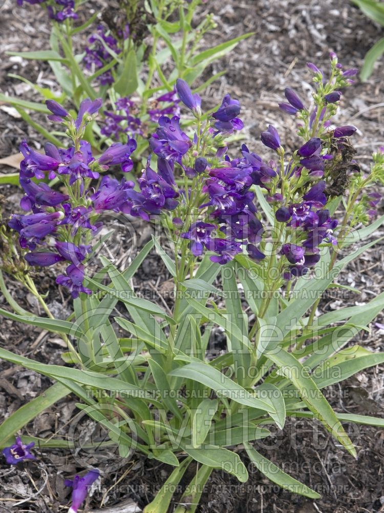 Penstemon Purple Rock Candy (Beardtongue) 2 