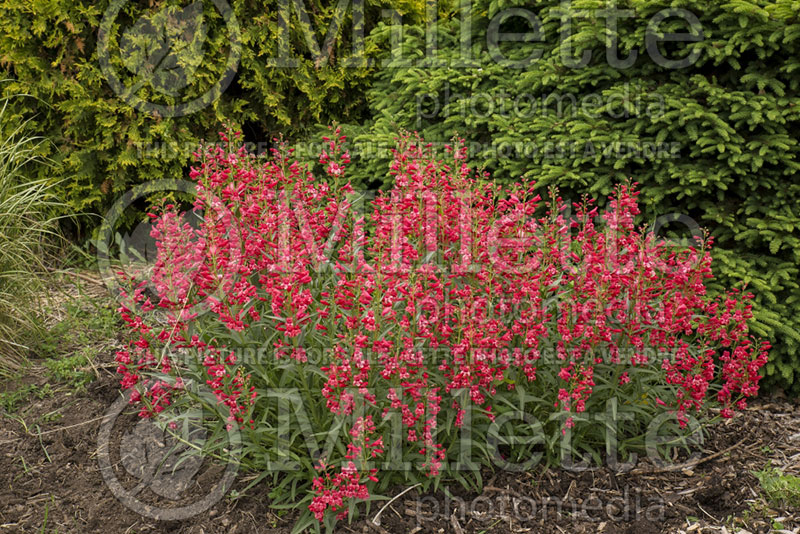 Penstemon Delft Red Riding Hood (Beardtongue) 1 