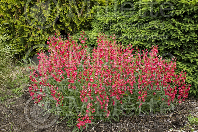 Penstemon Delft Red Riding Hood (Beardtongue) 2 