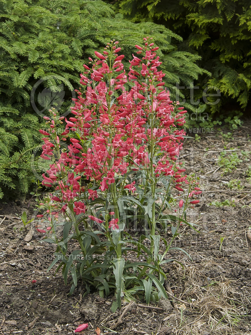 Penstemon Red Robin (Beardtongue) 1 