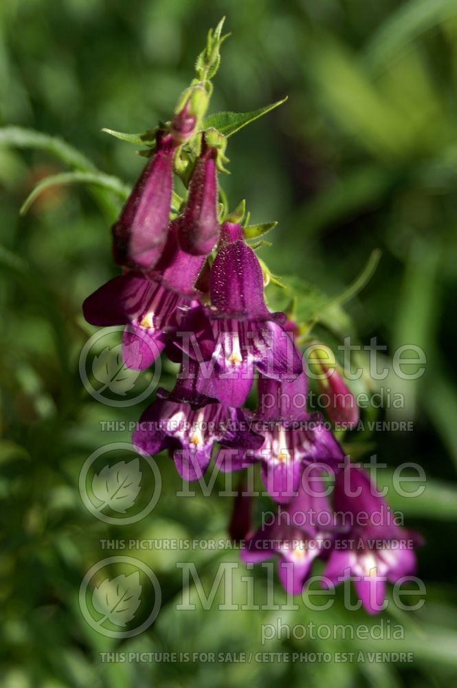 Penstemon Red Rocks (Beardtongue) 1 