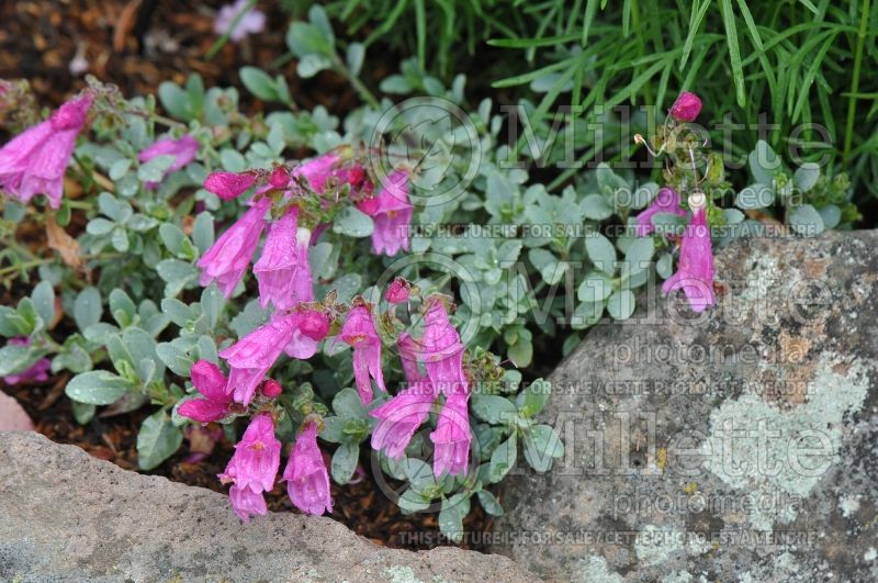 Penstemon rupicola (Beardtongue) 1 