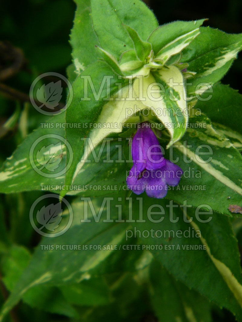 Penstemon Hidalgo (Beardtongue) 1 