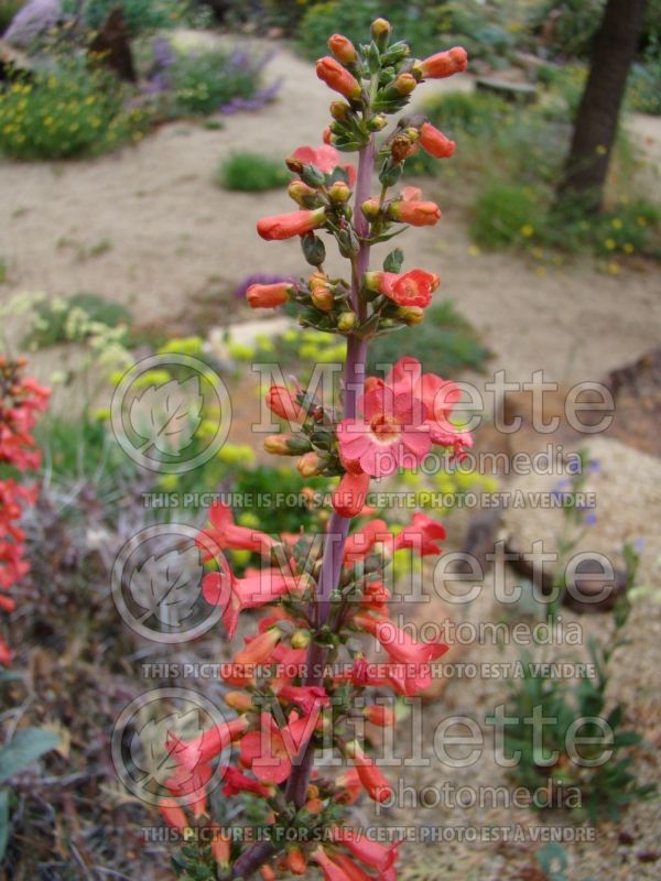 Penstemon superbus (Beardtongue) 1 