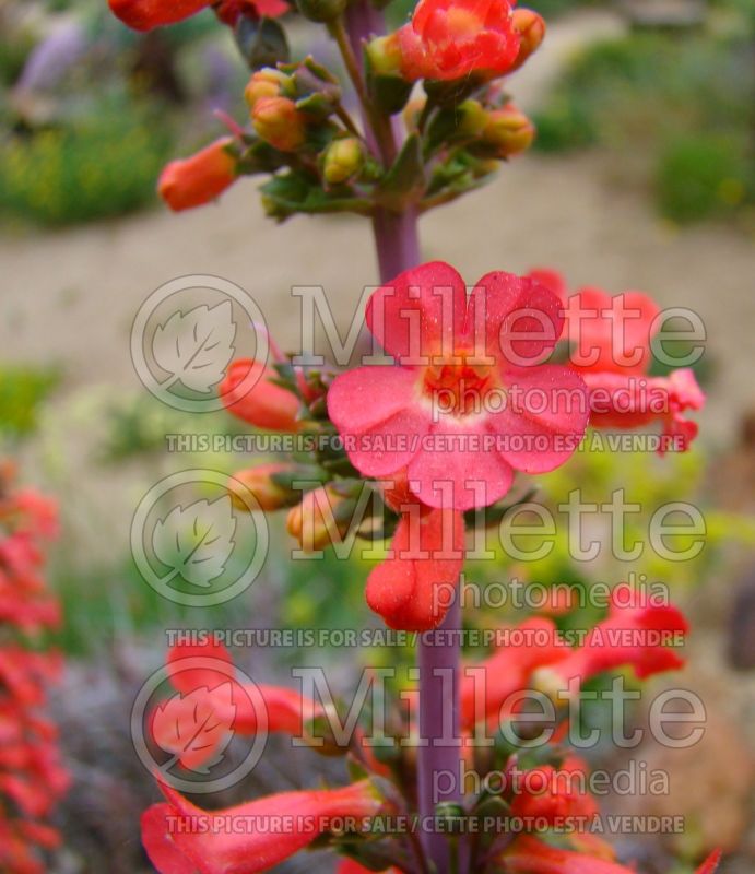 Penstemon superbus (Beardtongue) 2 