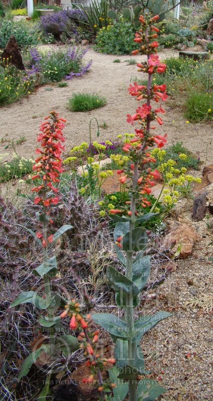 Penstemon superbus (Beardtongue) 3 