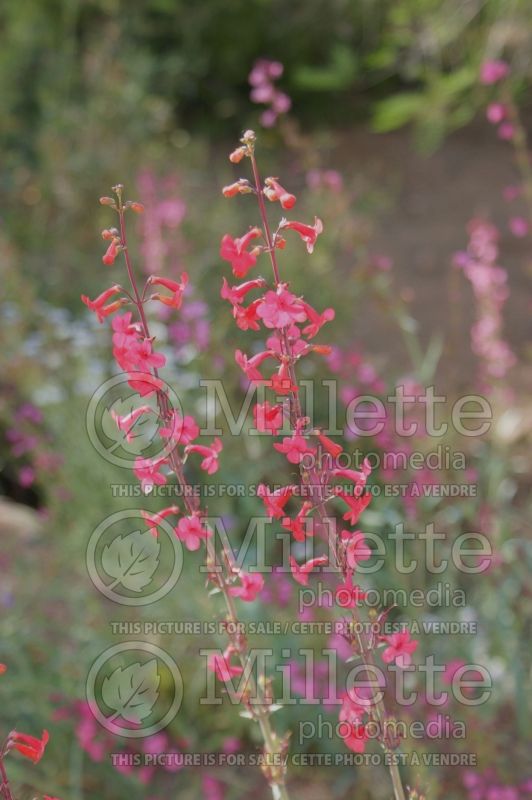 Penstemon superbus (Beardtongue) 4 