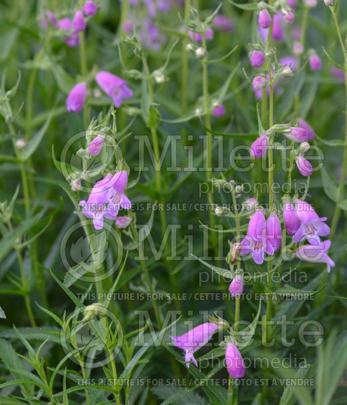 Penstemon Sweet Joanne (Beardtongue) 2 