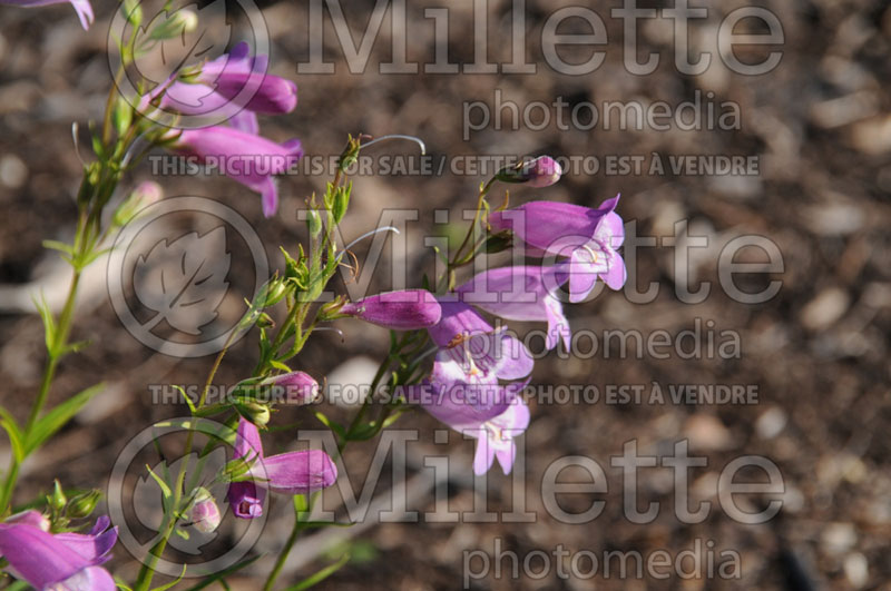 Penstemon Sweet Joanne (Beardtongue) 1 