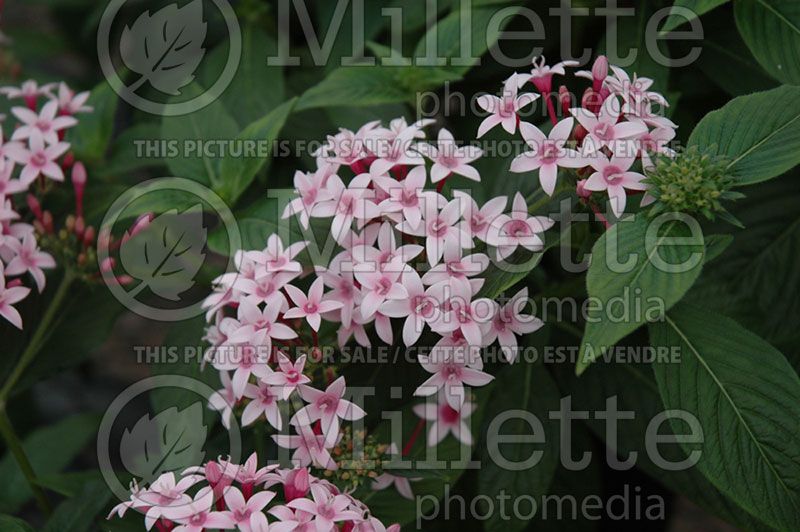 Pentas Kaleidoscope Appleblossom (Egyptian Star) 1