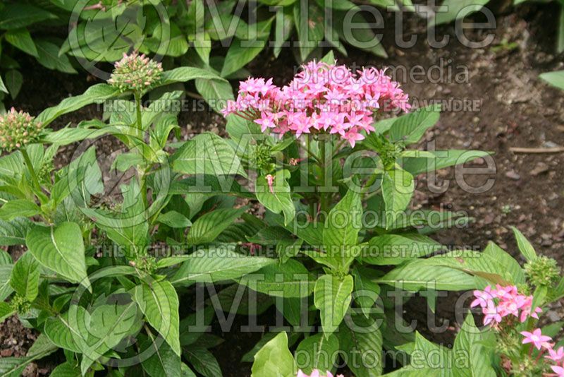 Pentas Kaleidoscope Pink (Egyptian Star) 1