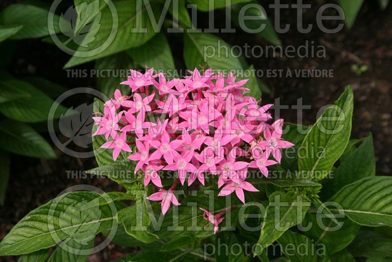 Pentas Kaleidoscope Pink (Egyptian Star) 2