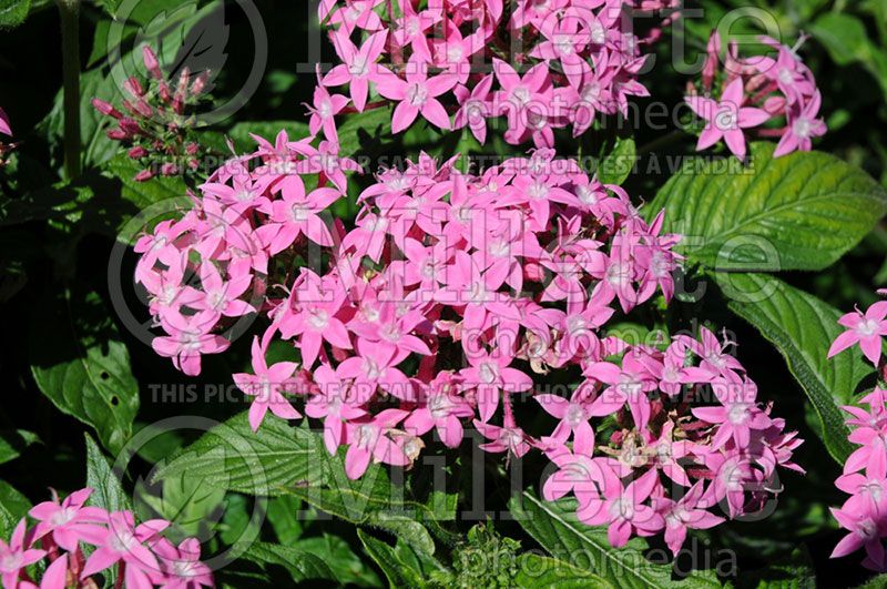 Pentas Kaleidoscope Pink (Egyptian Star) 5