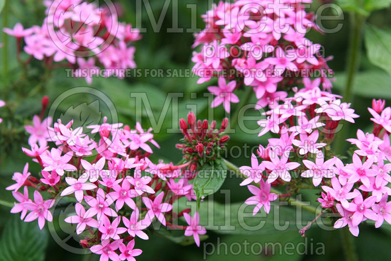 Pentas Longwood Pink (Egyptian Star) 1