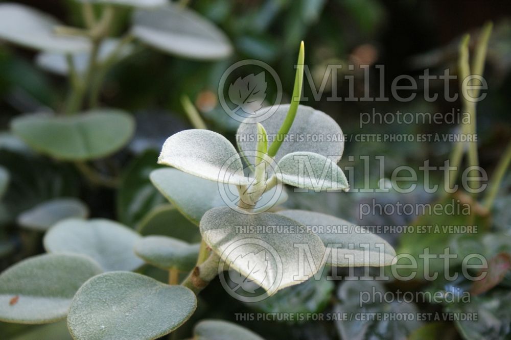 Peperomia Incana (felted pepperface) 1 