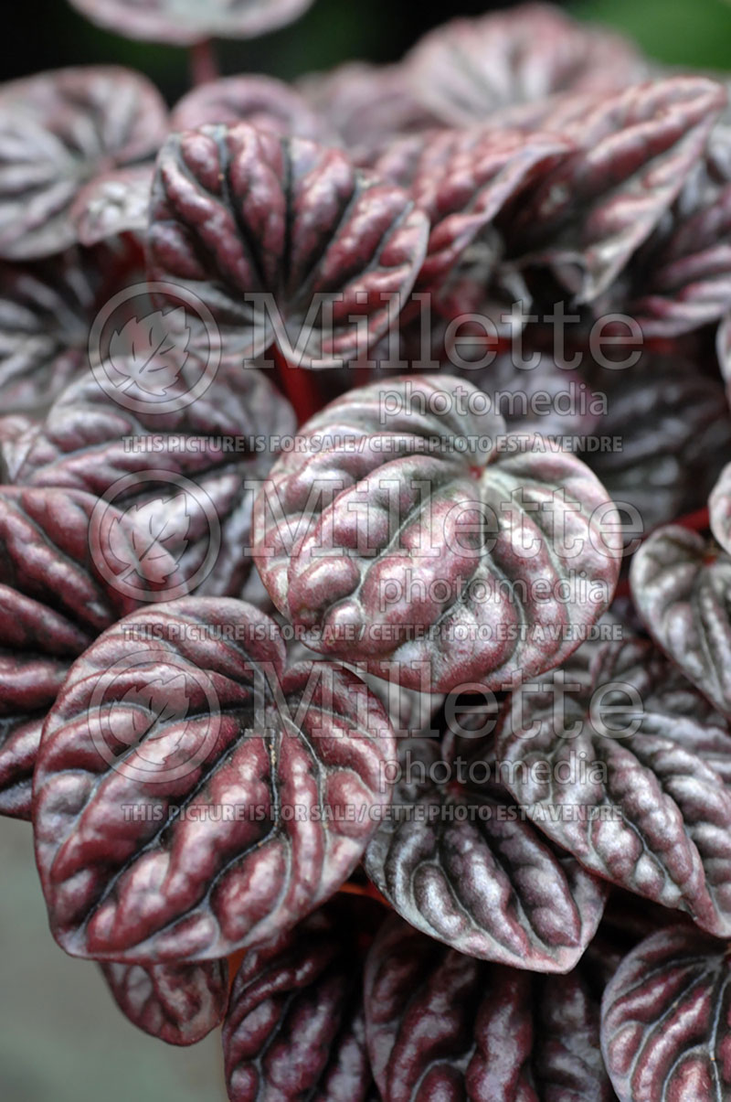 Peperomia caperata (Emerald ripple peperomia) 1 