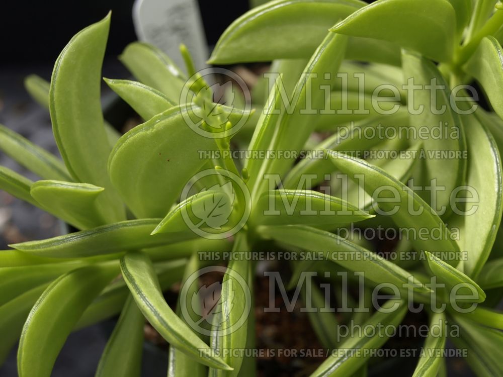 Peperomia dolabriformis (Prayer Pepper) 1 