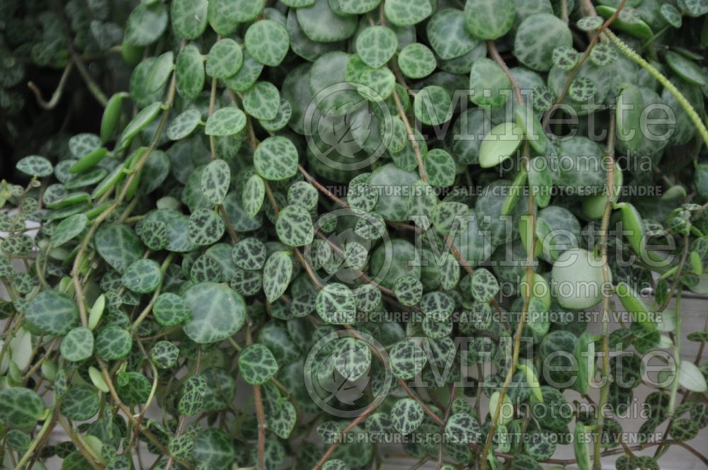 Peperomia Magic Marmer (radiator plant) 1